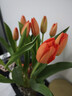 【甜美浪漫】國產(chǎn)郁金香隨機色10枝 曬單實(shí)拍圖