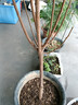 蜂糖李子樹(shù)苗嫁接特大晚熟脫骨青脆李子果樹(shù)苗南北方種三華李樹(shù)苗 黑布林（5年苗當年結果）帶分叉發(fā)貨 81cm(含)-110cm(含) 曬單實(shí)拍圖