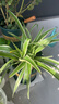 金邊吊蘭植物室內好養花卉盆栽吸除去面綠植甲醛水養15-25厘米高 金邊吊蘭+【原土球發(fā)貨】送肥料 曬單實(shí)拍圖
