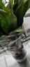紅掌盆栽白粉掌一帆風(fēng)順帶花特大號花卉室內客廳面水培植物好養 紅掌+白掌-2個(gè)白色仿木紋盆 帶盆栽好 曬單實(shí)拍圖