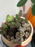 多肉植物室內小陶瓷盆栽高端多肉大顆株好養花卉綠植陽(yáng)臺品種帶盆 花盆149+奧利維亞+土+鋪面石 曬單實(shí)拍圖