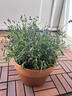 臨雅薰衣草盆栽花苗室內陽(yáng)臺庭院四季花草驅蚊植物好養鮮花花卉綠植 紫色薰衣草 150規格 1盆 曬單實(shí)拍圖