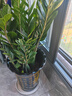 靜黛軒金錢(qián)樹(shù)盆栽大型綠植大型金錢(qián)樹(shù)0.8-1m高筒福字樹(shù)脂盆 源頭直發(fā) 曬單實(shí)拍圖