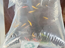 卡奇魚(yú) 斑馬魚(yú) 淡水魚(yú) 觀(guān)賞魚(yú) 小型觀(guān)賞魚(yú) 熱帶魚(yú) 蝶翼斑馬熒光好養易活 糖果斑馬30條1.5-2.5cm最少5色 曬單實(shí)拍圖