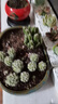 多肉植物元寶蘭子寶辦公室內小盆景綠植迷你盆栽脫盆發(fā)貨 隨機發(fā) 曬單實(shí)拍圖