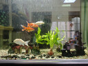 瘋狂水草九冠水草生態(tài)魚(yú)缸造景魚(yú)缸水培植物火山石大葉九冠*3源頭直發(fā)包郵 曬單實(shí)拍圖