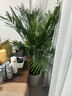 植男植女富貴椰子客廳綠植散尾葵大型綠植鳳尾竹室內盆栽夏威夷竹源頭直發(fā) 曬單實(shí)拍圖