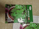 蔬菜種子大全山東壽光種籽春秋四季盆栽草莓油菜菠菜生菜白菜秋葵 彩虹田上海雞毛菜種子10克(約3000粒) 曬單實(shí)拍圖