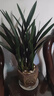 墨蘭企黑特級墨蘭蘭花盆栽室內濃香型耐寒綠植盆栽客廳好養綠植 精選墨蘭1盆8-10顆苗+原盆土【40-50cm】 曬單實(shí)拍圖