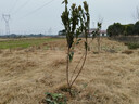 楊梅樹(shù)苗真苗嫁接黑炭東魁楊梅苗果樹(shù)苗早熟烏梅大果帶土庭院種植 東魁楊梅樹(shù)苗 5年精選壯苗【80厘米高】 曬單實(shí)拍圖
