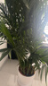 臨雅散尾葵盆栽辦公室內客廳高級大型落地好養綠植物1.7m含盆源頭直發(fā) 曬單實(shí)拍圖