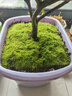 美園中苔蘚鮮活盆景鋪面微景觀(guān)植物水陸缸假山草造景材料細羽蘚短絨青苔 細羽苔蘚二盒（鮮活） 曬單實(shí)拍圖