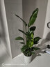 植男植女天堂鳥(niǎo)盆栽客廳室內好養大型落地真綠植辦公室大葉植物源頭直發(fā) 曬單實(shí)拍圖