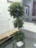 植男植女幸福樹(shù)造型綠寶盆栽真綠植客廳室內大型綠植辦公喬遷新居源頭直發(fā) 曬單實(shí)拍圖