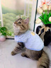 小奶狗幼犬貓咪寵物狗狗秋冬保暖衣服蜜蜂泰迪博美英短無(wú)毛貓用品 奶狗黃蜜蜂 S【建議3-4斤寵物寶寶】 曬單實(shí)拍圖