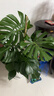 臨雅提根龜背竹綠植盆栽室內客廳桌面大型凈化空氣懶人好養活高級植物 提根龜背竹1-1.1m+幾何盆 曬單實(shí)拍圖