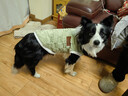狗狗衣服中型大型犬秋冬裝金毛拉布拉多薩摩大狗保暖 412 綠方塊格皮標FS XXL(胸圍55cm15-20斤) 曬單實(shí)拍圖