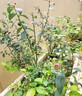 藍莓苗藍莓樹(shù)果苗北方南方種植薄霧兔眼特大陽(yáng)臺盆栽帶果 【兔眼】【5年苗當年結果】 曬單實(shí)拍圖