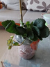 海蒂的花園旗艦店草莓苗盆栽苗種子秋冬季多季結果原土原盆紅顏奶油源頭直發(fā) 曬單實(shí)拍圖