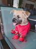 嬉皮狗（hipidog）狗狗衣服圣誕節日兩腳麋鹿貼布絨衣泰迪比熊小型兩腳寵物喜慶服飾 德羅紅麋鹿 L （建議體重8-11斤） 曬單實(shí)拍圖