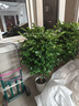 愛(ài)優(yōu)尚幸福樹(shù)盆栽客廳室內大型綠植辦公室喬遷新家綠寶凈化空氣源頭直發(fā) 曬單實(shí)拍圖