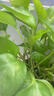 雙盟綠蘿盆栽除甲醛花卉綠植辦公室新房?jì)艋諝?120款10盆源頭直發(fā) 曬單實(shí)拍圖