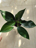 特價(jià)大葉金鉆綠公主盆栽植物除甲醛綠植辦公室四季常青室內擺放2 【1盆】金鉆+基地原盆 含盆高度15-20厘米 曬單實(shí)拍圖