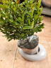 植男植女小葉赤楠發(fā)財樹(shù)植物室內招財樹(shù)盆景辦公桌面綠植禪意盆栽源頭直發(fā) 曬單實(shí)拍圖