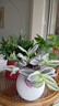 京云夢(mèng)油畫(huà)婚禮吊蘭垂吊植物花卉植物室內花盆栽圓形吸水盆源頭直發(fā) 曬單實(shí)拍圖