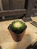 新款白蓮花玉露翠云錦十二卷多肉植物黃金玉露冰燈室內辦公室花卉 翠云錦【4-6厘米】塑料盆栽好 曬單實(shí)拍圖