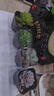 藍桂圓多肉植物玫瑰種子小盆栽大株老樁仙人球綠植套裝組合4盆源頭直發(fā) 曬單實(shí)拍圖