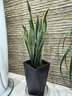 中大型金邊虎皮蘭多肉植物花卉新房辦公室虎尾蘭綠植盆栽6-8棵 虎皮蘭60-80cm高6-8棵 曬單實(shí)拍圖