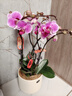 年宵花春節蝴蝶蘭組合盆栽綠植擺件室內裝飾年貨過(guò)年花卉鮮花植物 玫紅色系蝴蝶蘭【6花劍 帶花苞】+陶瓷花盆 曬單實(shí)拍圖