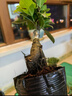 金錢(qián)榕樹(shù)盆景老樁小葉榕苗木造型盆栽人參榕室內綠植提根綠植矮莊 中富貴榕25cm左右高度 曬單實(shí)拍圖