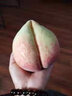 獨(dú)愛(ài)（DUAR）河北深州水蜜桃現(xiàn)摘桃子大果單果8兩8個(gè)壽桃毛桃 曬單實(shí)拍圖