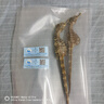 和道家海馬一對6克 海馬中藥材一公一母配對泡酒料煲湯男性滋補增高干貨 曬單實(shí)拍圖