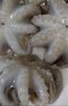 美加佳三去小章魚(yú)凈重2斤（500g*2袋）16-26只 去臟八爪魚(yú) 年貨聚餐 曬單實(shí)拍圖