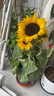精品向日葵盆栽帶花苞太陽(yáng)花苗室內外陽(yáng)臺植物綠植花卉鮮花種植 特級向日葵50cm左右  多頭帶花苞發(fā)貨 原盆 曬單實(shí)拍圖