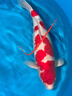 日本進(jìn)口純種錦鯉魚(yú)池高端紅白昭和大正三色錦鯉活體魚(yú)大型觀(guān)賞魚(yú) 25-29CM 曬單實(shí)拍圖