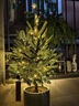 真的圣誕樹(shù)真樹(shù)挪威云杉樹(shù)香松盆栽松樹(shù)2025諾貝松活的圣誕樹(shù)客廳 圣誕樹(shù)50-60厘米【此款無(wú)贈品 單獨一棵樹(shù)】 曬單實(shí)拍圖