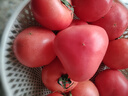 京鮮生 山東普羅旺斯西紅柿 凈重3斤 單果125g起 沙瓢番茄 源頭直發(fā) 曬單實(shí)拍圖
