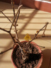 梅花盆栽老莊素心臘梅紅梅盆景庭院陽(yáng)臺耐寒植物室外花卉濃香型 素心臘梅4年苗 曬單實(shí)拍圖