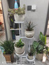 長(cháng)萬(wàn)家花架子陽(yáng)臺客廳室內可移動(dòng)帶輪鐵藝置物架落地式吊蘭多肉綠蘿植盆 珍珠白 滾輪款【可移動(dòng)】 曬單實(shí)拍圖