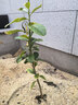 當年結果清香氣味原土發(fā)貨香水檸檬樹(shù)苗果樹(shù)苗室內陽(yáng)臺盆栽水果苗 總高40-50厘米【檸檬2顆】送肥料 曬單實(shí)拍圖