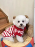 秋冬新年可愛(ài)貓咪衣服冬季紅色過(guò)年布偶英短幼貓保暖連帽加絨背心 1040紅色條紋（帽子有球） S碼：推薦4-5斤 曬單實(shí)拍圖