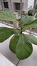 芭比琴葉榕除甲醛防輻射懶人植物室內盆栽?xún)艋諝饩G植四季常青 芭比琴葉榕+三層泡泡樹(shù)脂盆 無(wú)規格 曬單實(shí)拍圖