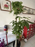 臨雅步步高招財樹(shù)植物大型發(fā)財樹(shù)盆栽喬遷開(kāi)業(yè)1.8-2.0m金邊盆源頭直發(fā) 曬單實(shí)拍圖