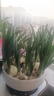 漳州水仙花種球種子水養花卉球根大球室內外陽(yáng)臺冬季水培植物盆栽 精選水仙 （5顆）周長(cháng)16-20cm 曬單實(shí)拍圖