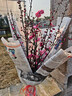 花翁水培鮮枝鮮花干枝花卉植物盆栽 紅梅鮮枝【70-80cm20枝】源頭直發(fā) 曬單實(shí)拍圖