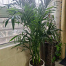 沭之美大型綠植袖珍椰子室內盆栽 袖珍椰子1.2-1.4m+鉆石樹(shù)脂盆源頭直發(fā) 曬單實(shí)拍圖